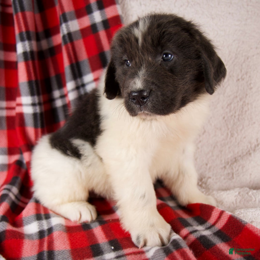 Newfoundland dogs for sale: Felix - Ad 3