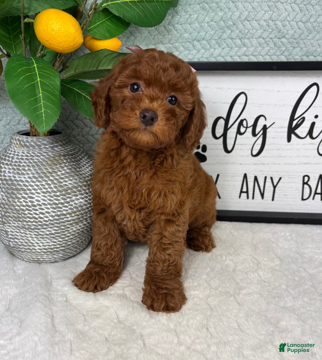 Mini Goldendoodle dogs for sale: Gingerbread - Ad 5