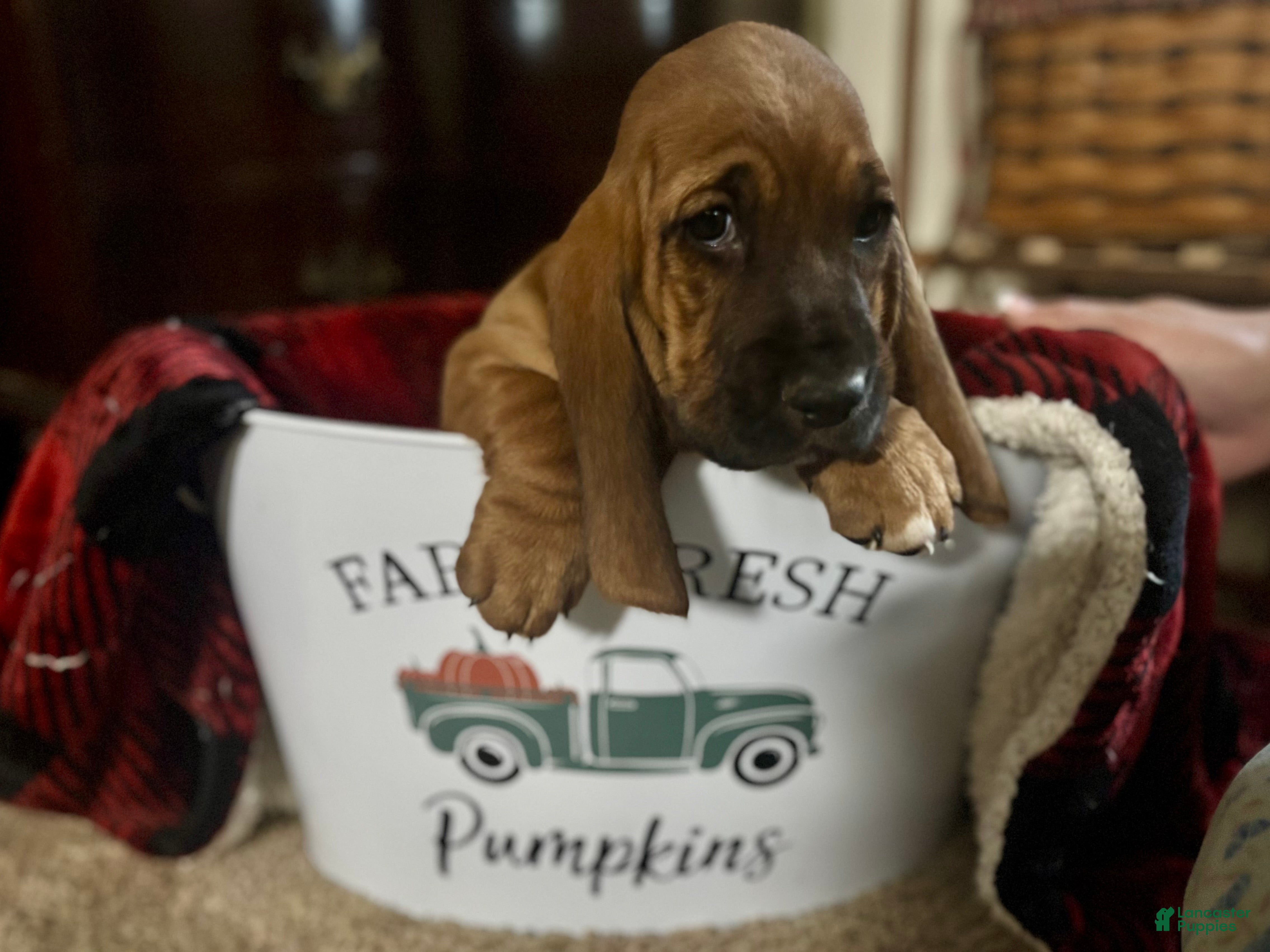 Basset Hound dogs Addie - Ad 22