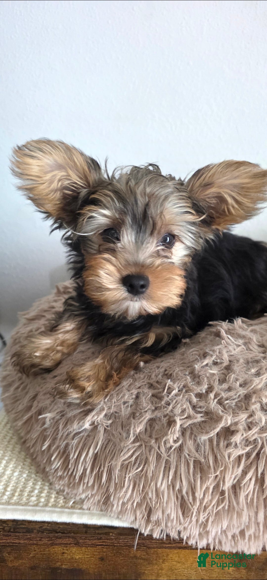 Yorkshire Terrier dogs Jimmy - Ad 1