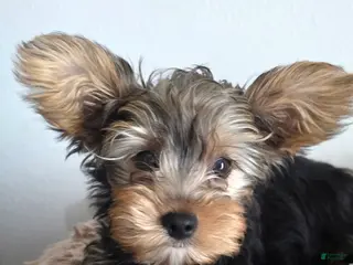 Yorkshire Terrier dogs for sale: Jimmy - Ad 4