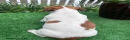 Jack Russell Terrier dogs for sale: Alvin - Ad 2