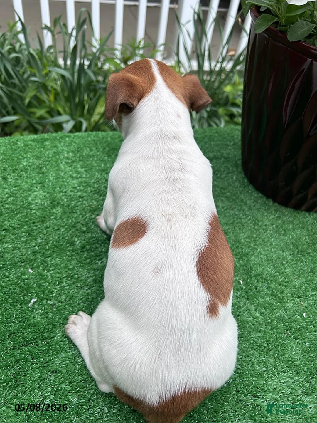 Jack Russell Terrier dogs for sale: Alvin - Ad 2
