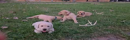 Labrador Retriever dogs for sale: Meet Your New Best Friend! Beautiful Yellow Male Labrador Retriever Puppies Available 💛 - Ad 9
