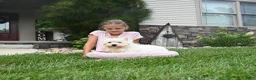 West Highland Terrier dogs for sale: Jalon - Ad 6
