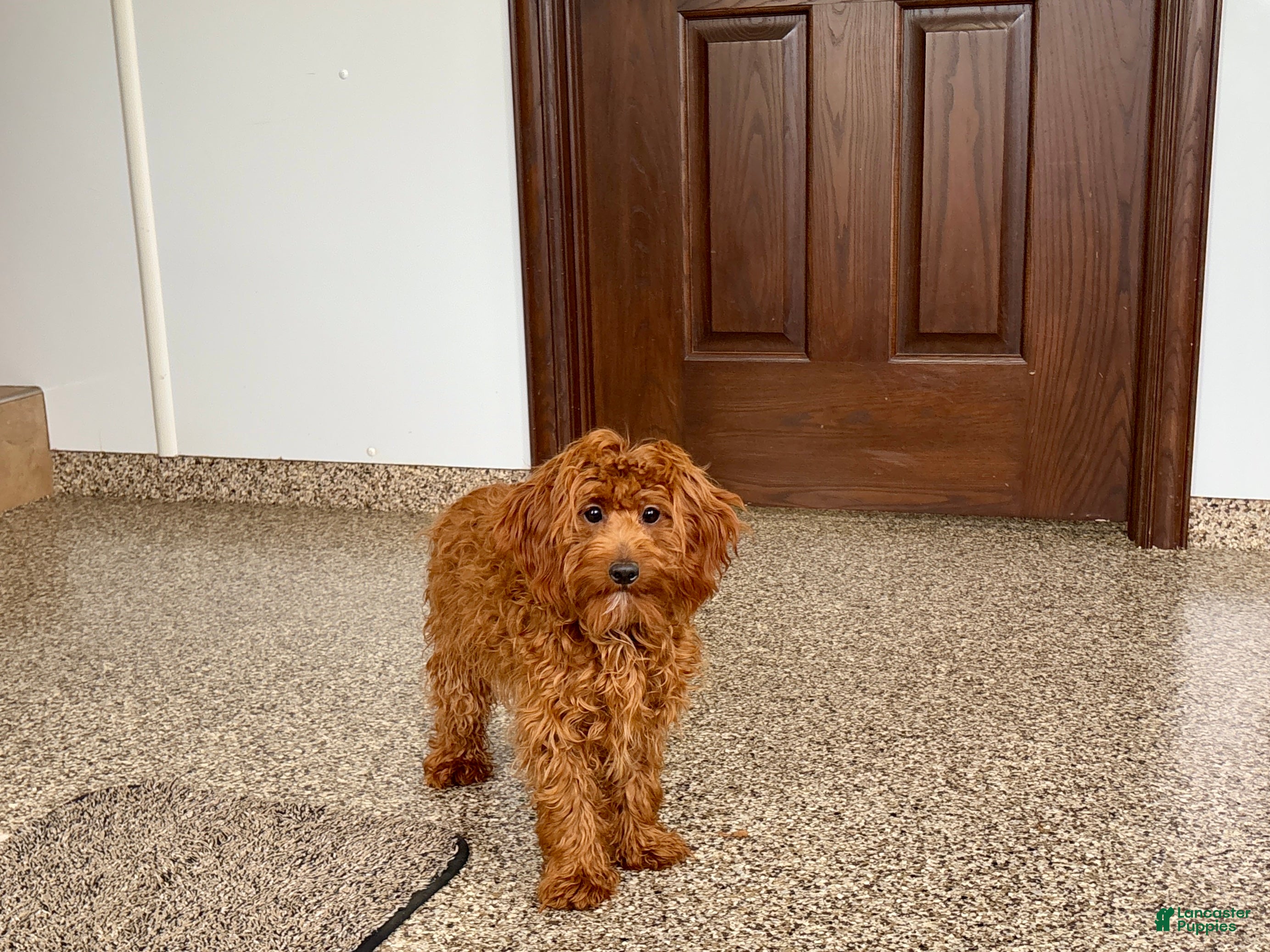 Cockapoo dogs Curtis - Ad 2