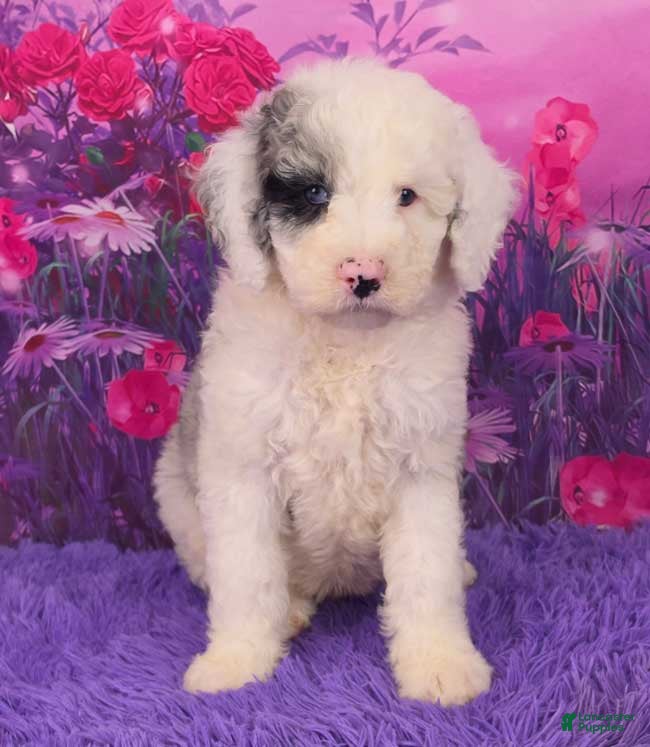 Mini Sheepadoodle dogs Snoopy - Ad 19