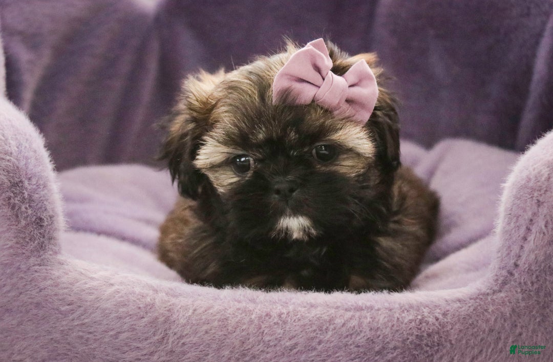 Shih Tzu dogs for sale: Pansy - Ad 2