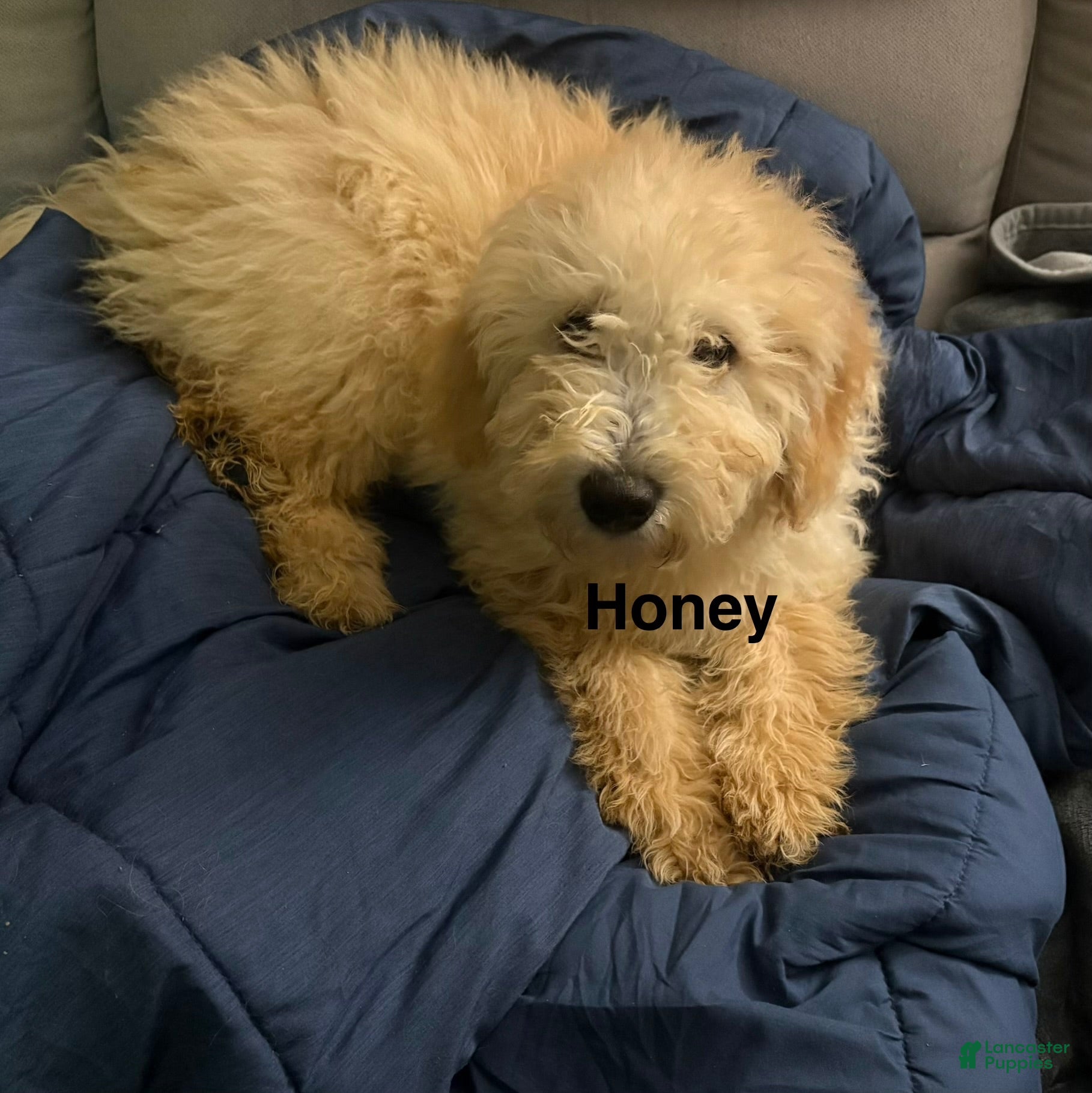 Goldendoodle dogs for sale: Honey - Ad 3