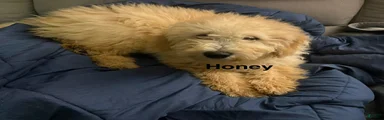 Honey