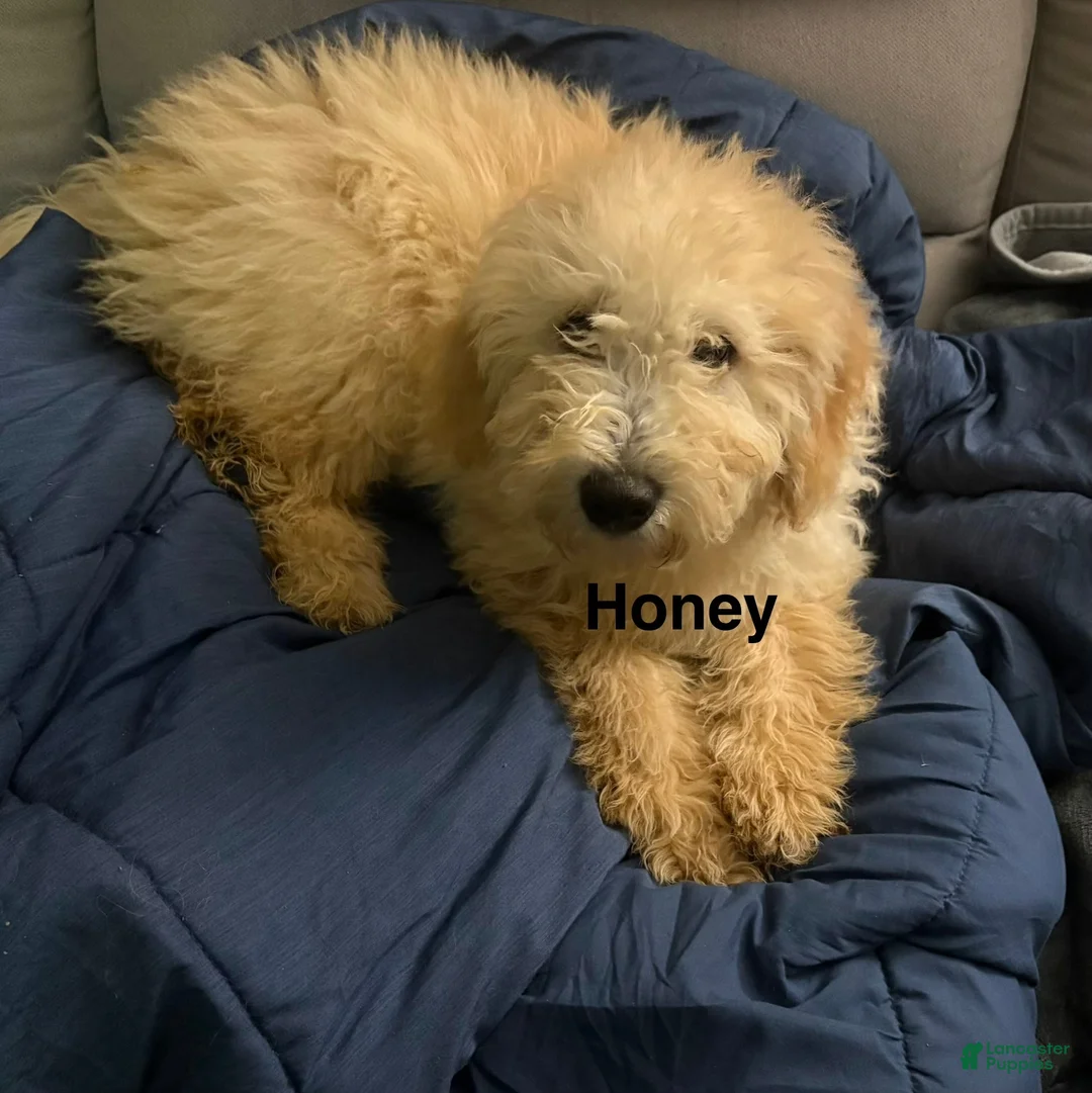 Goldendoodle dogs for sale: Honey - Ad 1