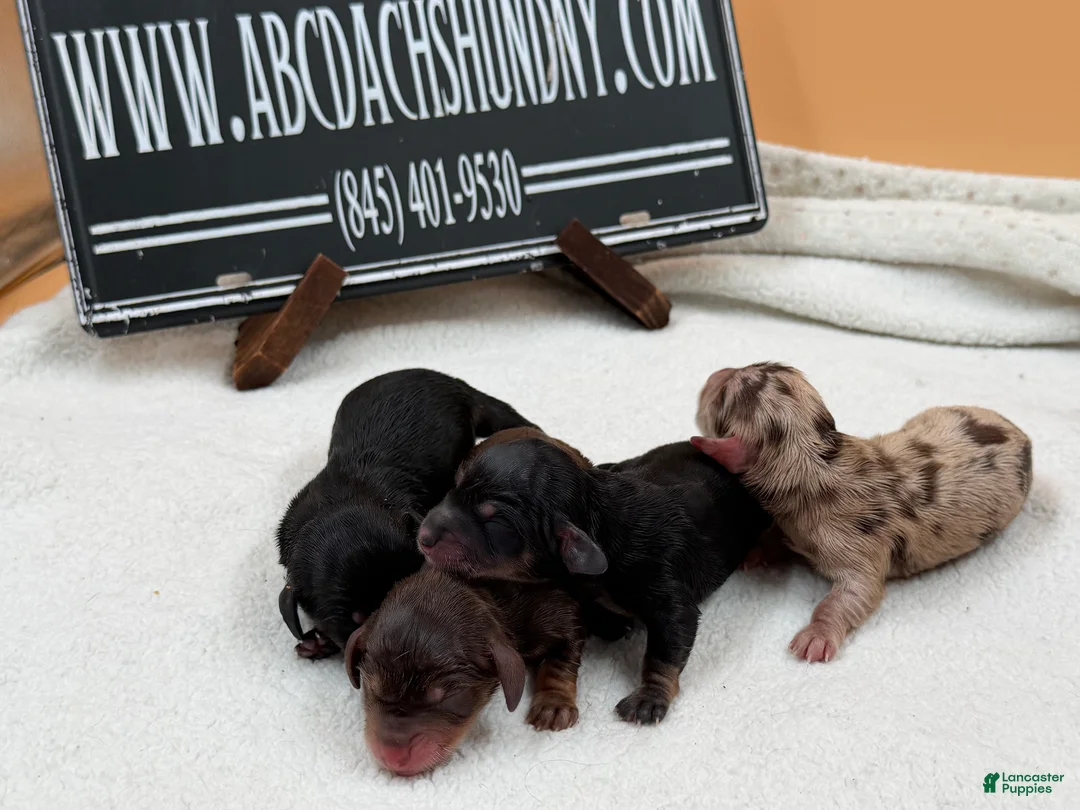 Miniature Dachshund dogs for sale: AKC Russian black and tan - Ad 2
