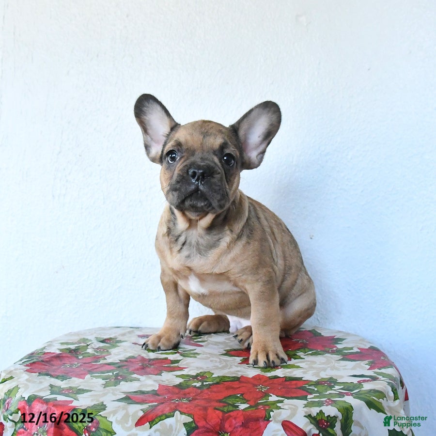 French Bulldog dogs Pebbles - Ad 34