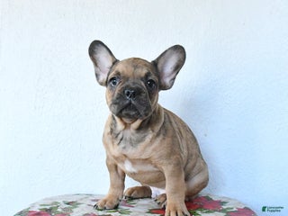 French Bulldog dogs Pebbles - Ad 34