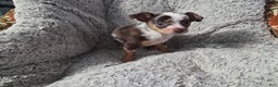 Chihuahua dogs for sale: Susie - Ad 1