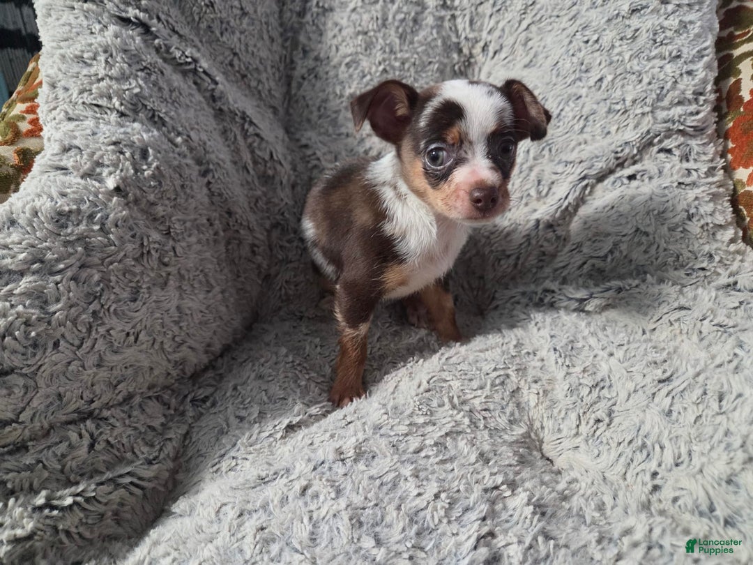 Chihuahua dogs for sale: Susie - Ad 1