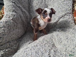 Chihuahua dogs Susie - Ad 32