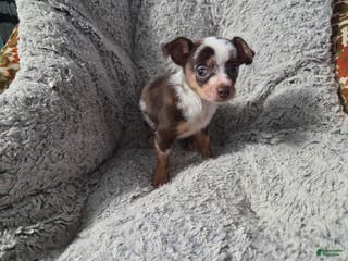 Chihuahua dogs Susie - Ad 38