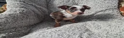 Chihuahua dogs for sale: Susie - Ad 1