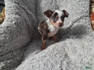 Chihuahua dogs Susie - Ad 38