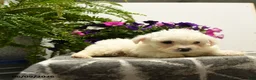 Bichon Frise dogs for sale: Craven - Ad 4