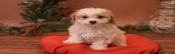 Bichpoo dogs for sale: Vlad - Ad 3