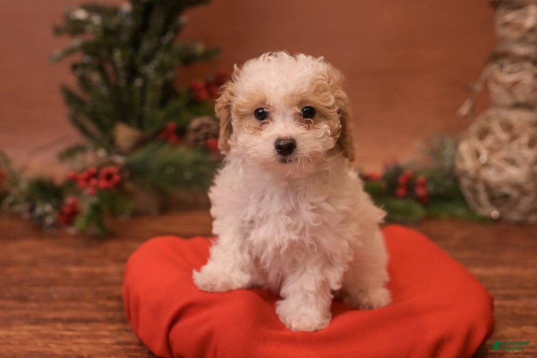 Bichpoo dogs for sale: Vlad - Ad 3