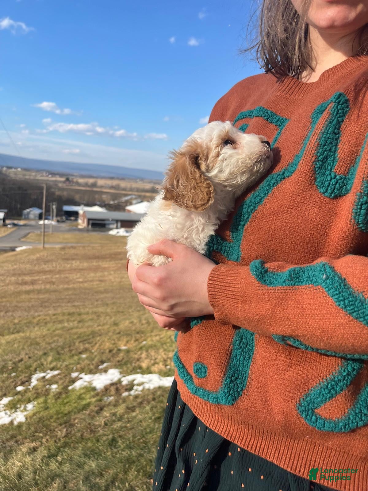 Cavapoo dogs Winter - Ad 2