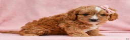 Cavapoo dogs for sale: Oralee Cavapoo Puppy - Ad 3