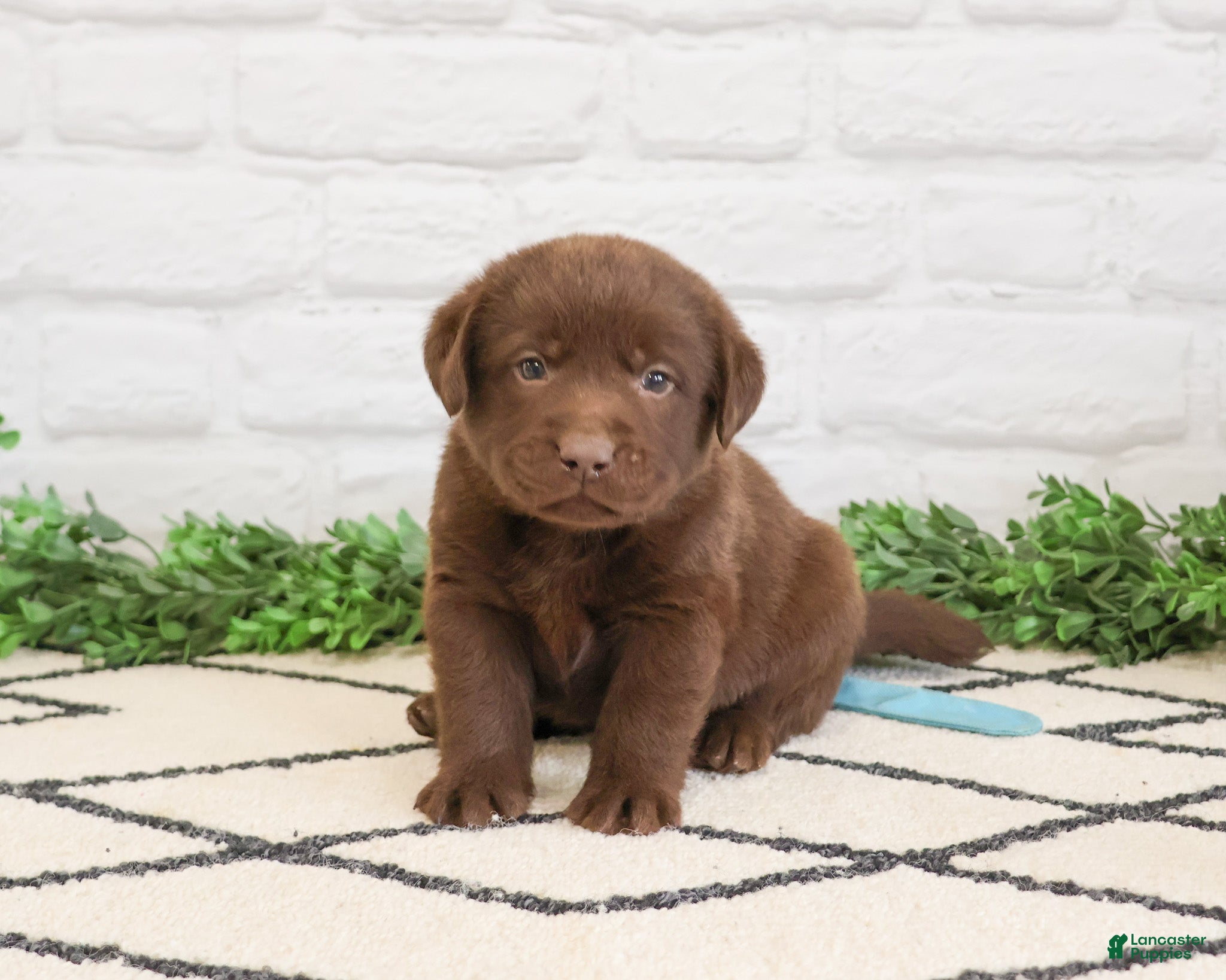 Labrador Retriever dogs Scar - Ad 25