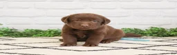 Labrador Retriever dogs for sale: Scar - Ad 1