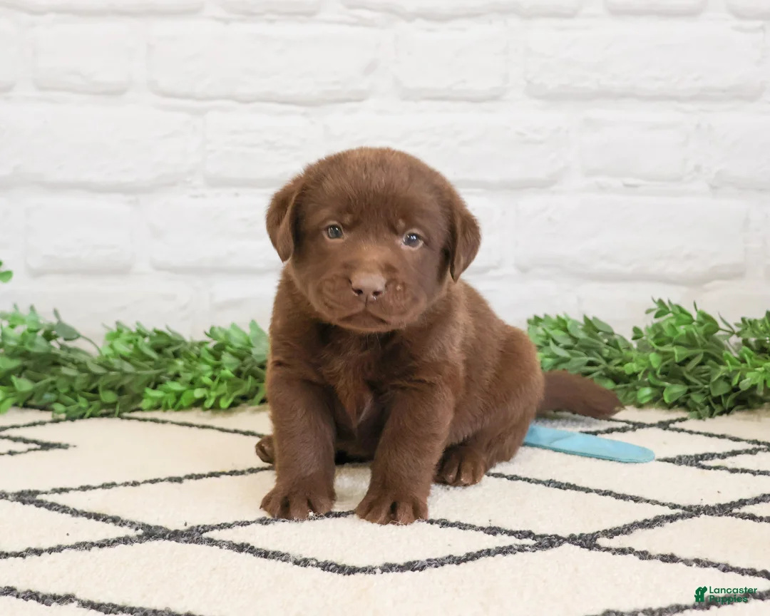 Labrador Retriever dogs for sale: Scar - Ad 1