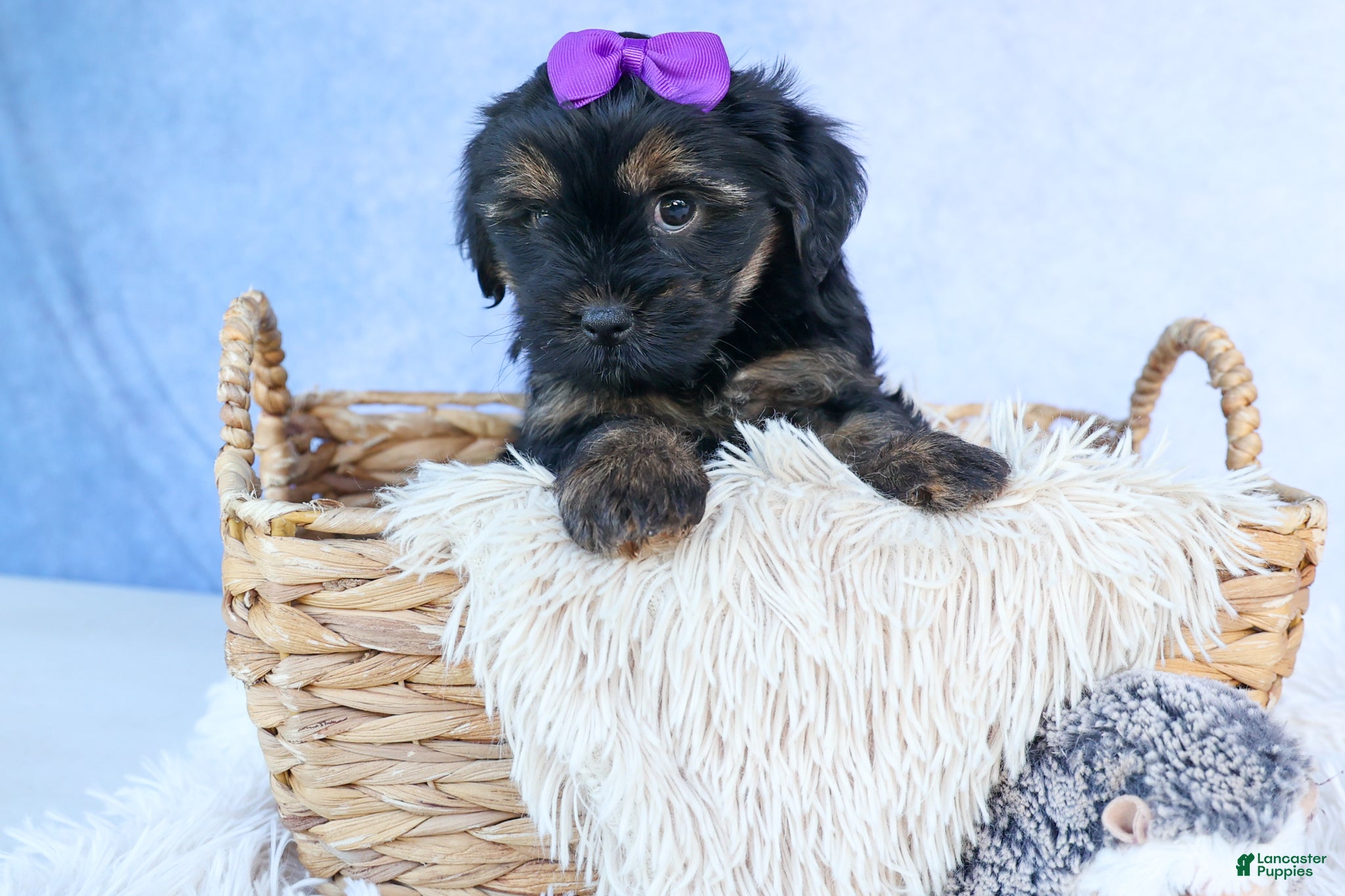 Shorkie dogs SUSIE - Ad 1