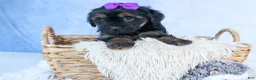 Shorkie dogs for sale: SUSIE - Ad 1