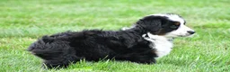 Miniature Australian Shepherd dogs for sale: Willow - Ad 14
