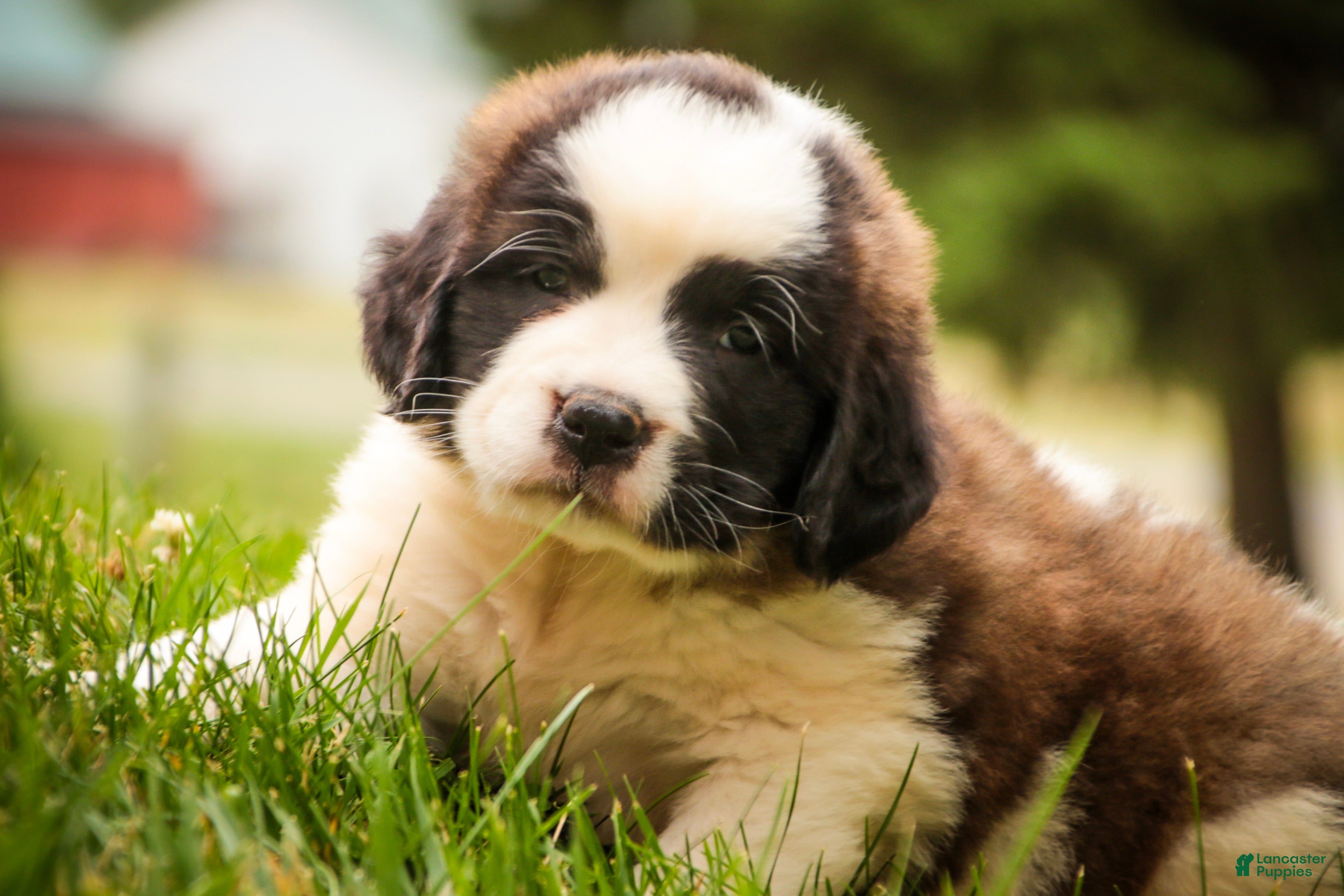 Saint Bernard dogs Willow - Ad 1