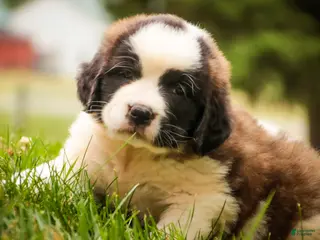 Saint Bernard dogs for sale: Willow - Ad 2