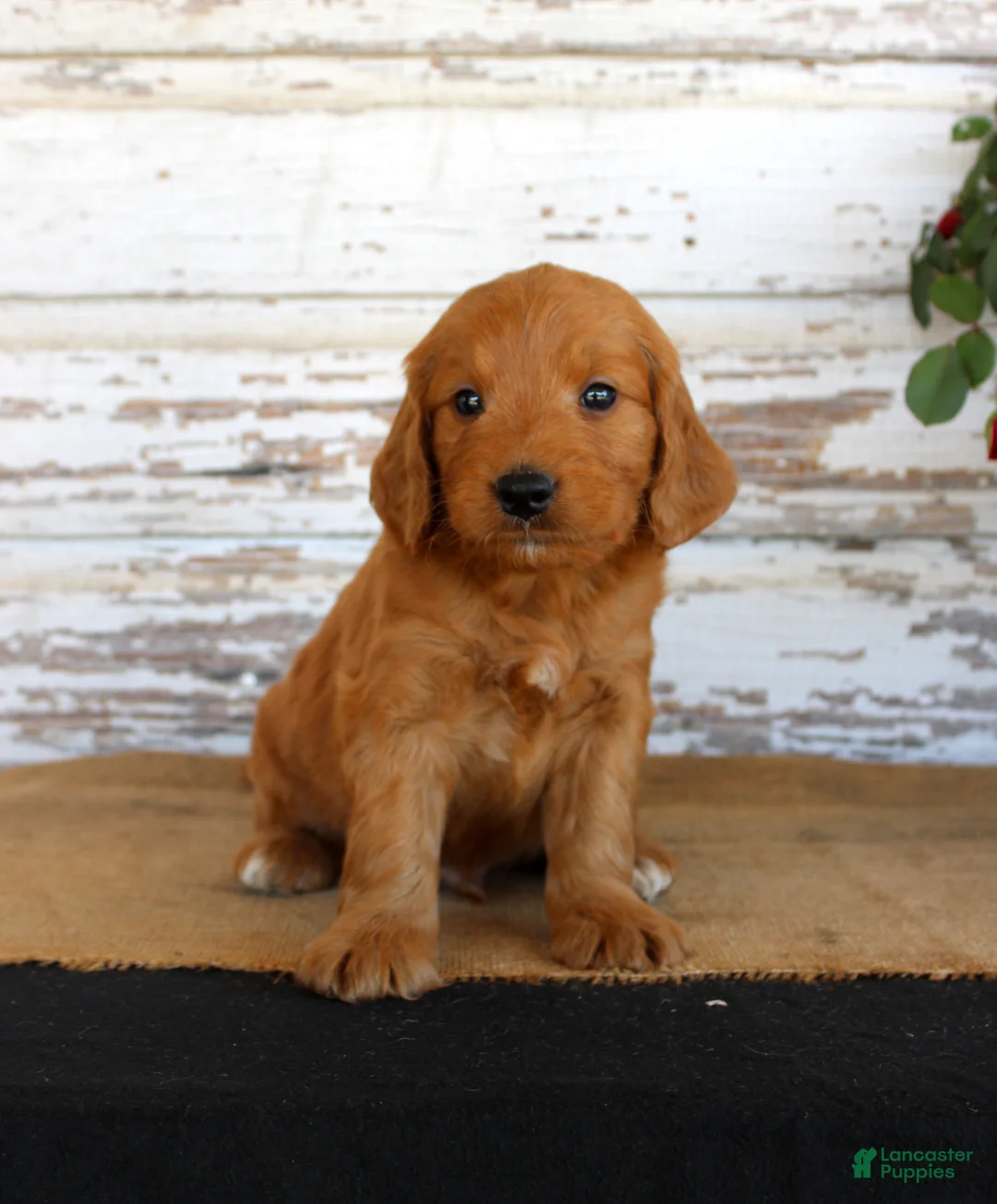 Mini Goldendoodle dogs for sale: Jingo - Ad 1