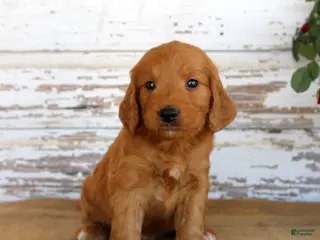 Mini Goldendoodle dogs Jingo - Ad 17