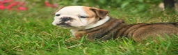 English Bulldog dogs for sale: Riley English Bulldog  - Ad 8