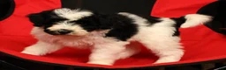 Mini Sheepadoodle dogs for sale: Max - Ad 9