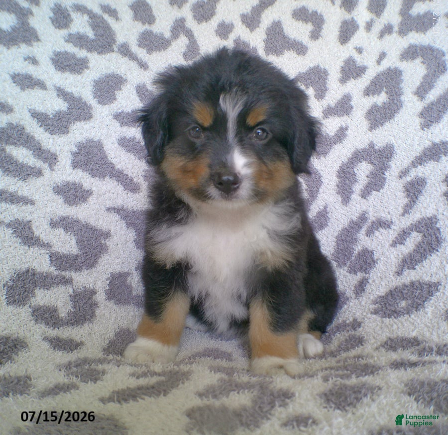 Miniature Australian Shepherd dogs Princess - Ad 2