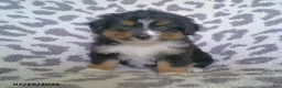Miniature Australian Shepherd dogs for sale: Princess - Ad 2