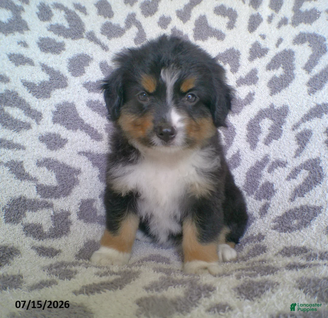 Miniature Australian Shepherd dogs for sale: Princess - Ad 2