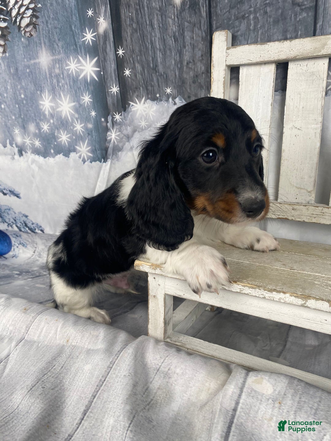 Miniature Dachshund dogs for sale: Oscar - Ad 3