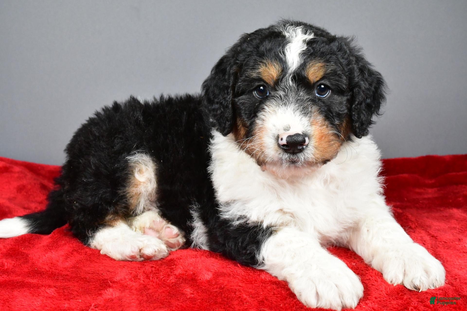 Aussiedoodle dogs for sale: Cooper - Ad 1