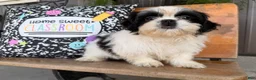 Shih Tzu dogs for sale: Sabrina Shih Tzu  - Ad 3