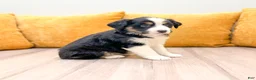 Miniature Australian Shepherd dogs for sale: Pearl - Ad 3