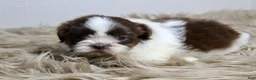 Shih Tzu dogs for sale: Nano - Ad 6