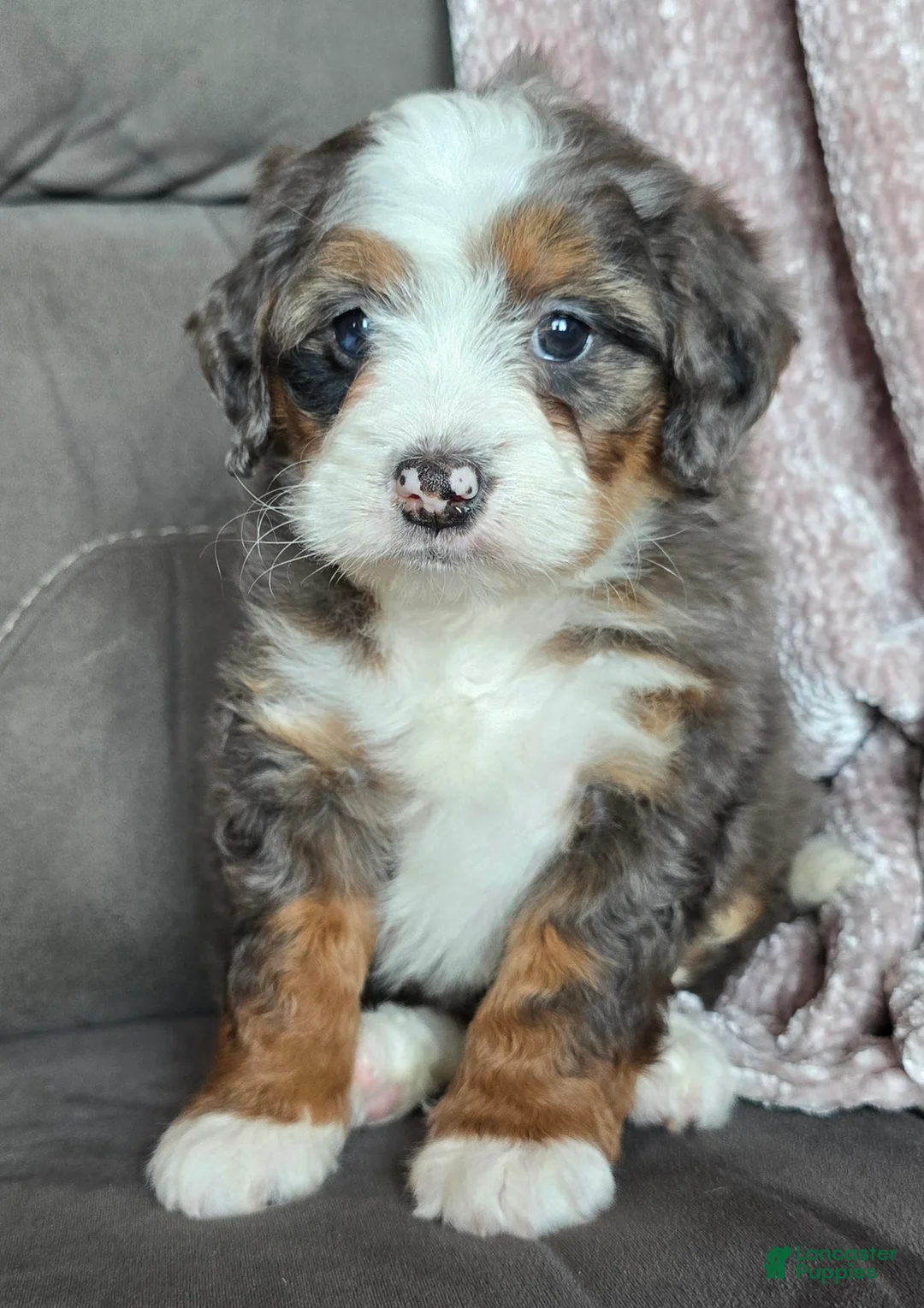 Mini Bernedoodle dogs for sale: Mini Izzy - Ad 9